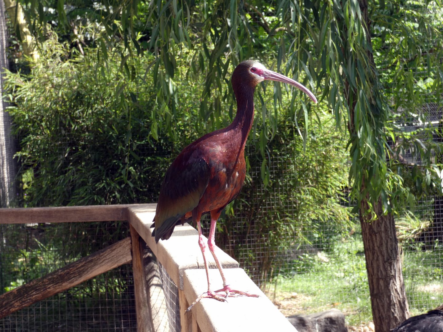 White-faced ibis