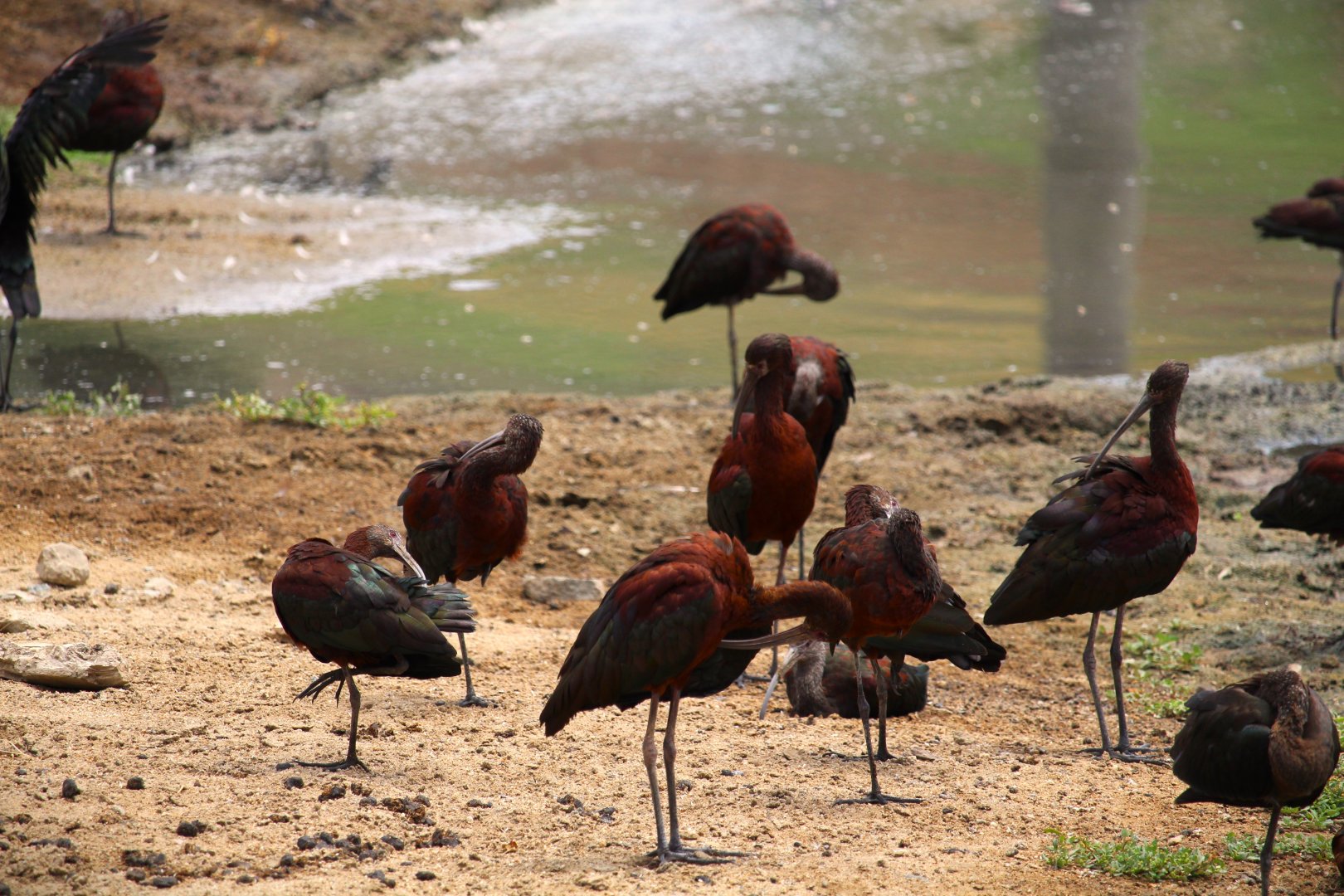 White-faced Ibises