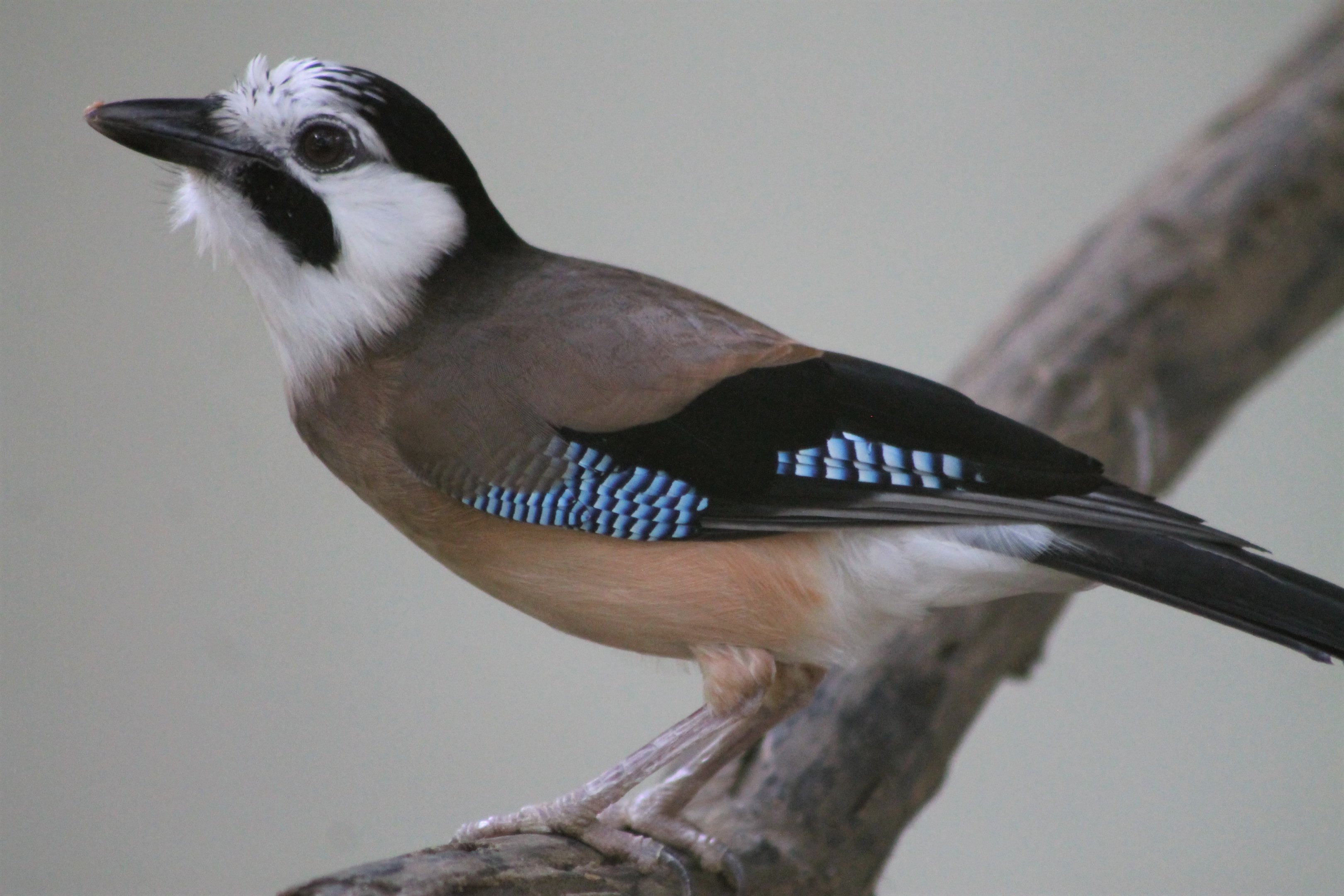 White-faced Jay (Garrulus glandarius leucotis)