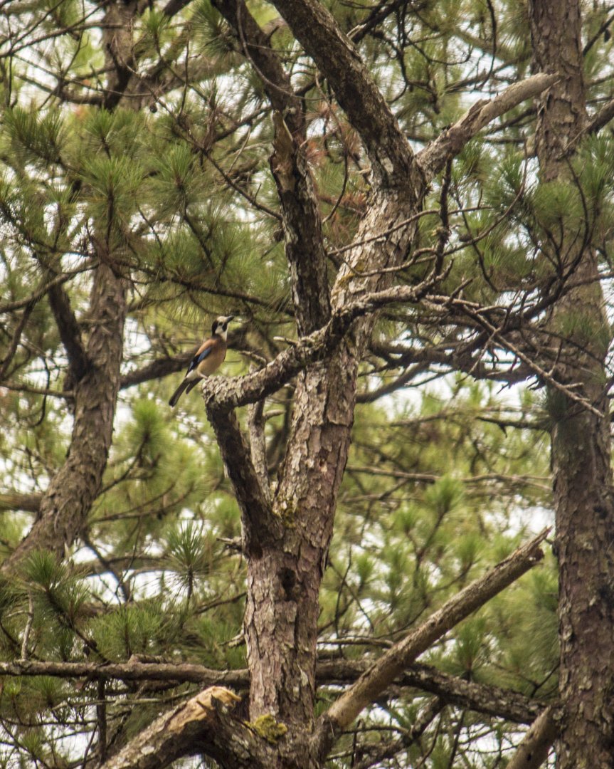 White-faced jay, Garrulus (glandarius) leucotis