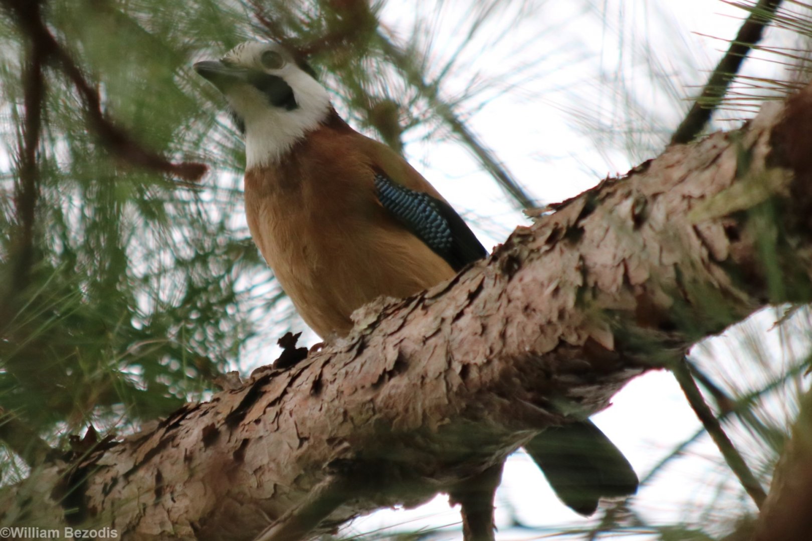 White-faced Jay - Mount Lang Biang