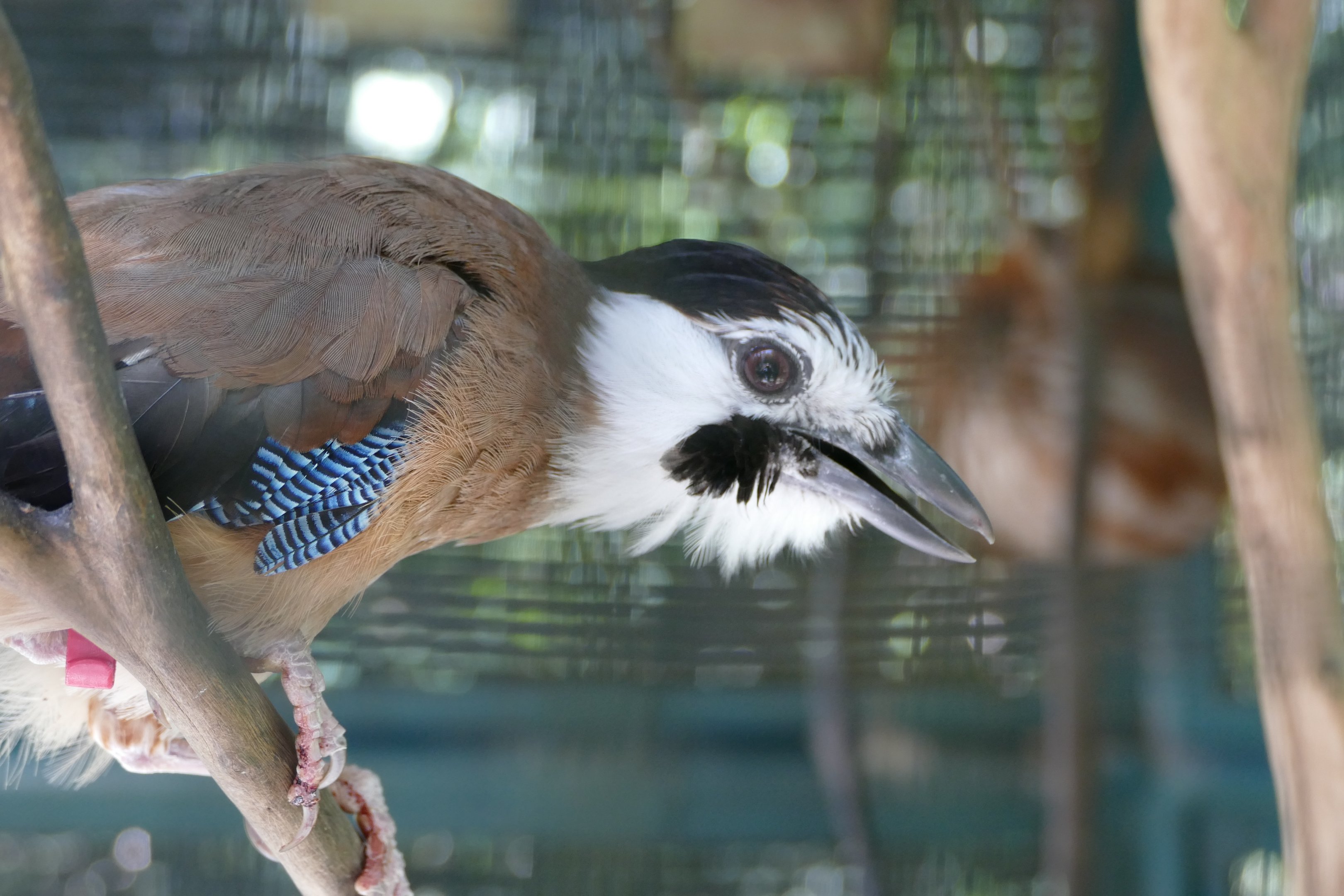 White-faced Jay