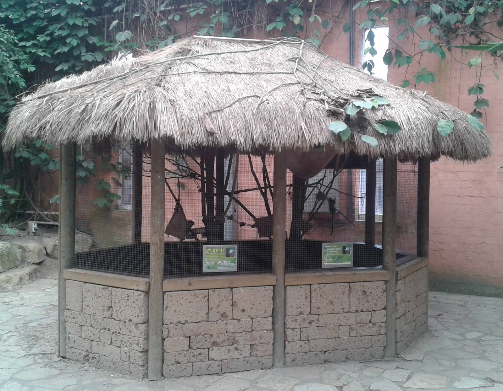 White-faced marmoset enclosure