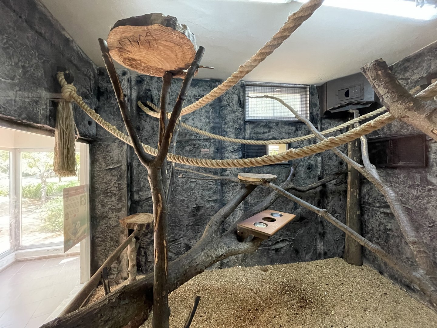 White faced marmoset indoor exhibit