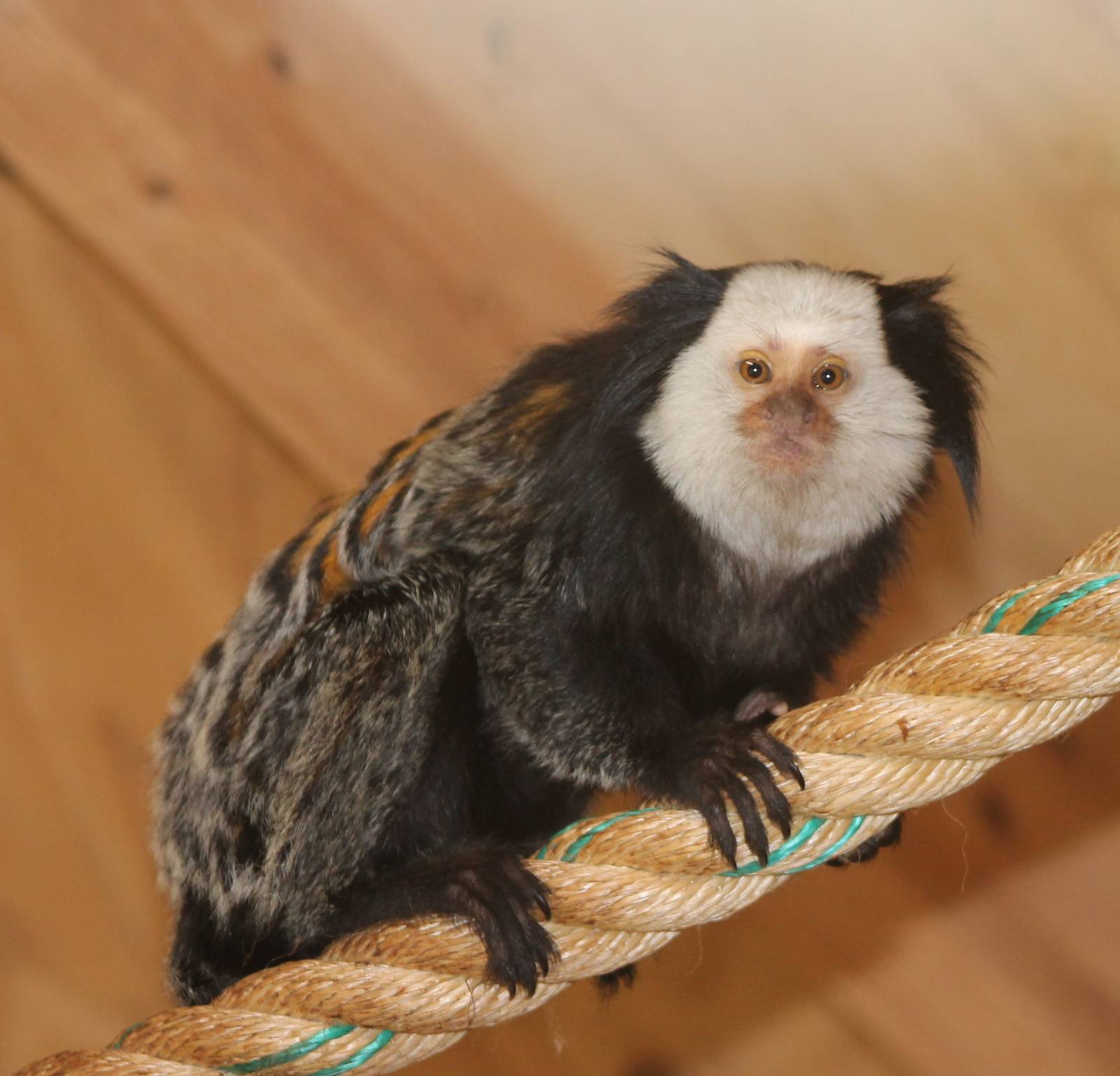 White-faced marmoset
