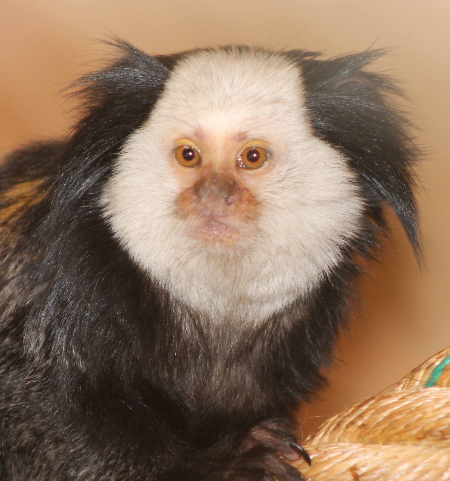 White-faced marmoset