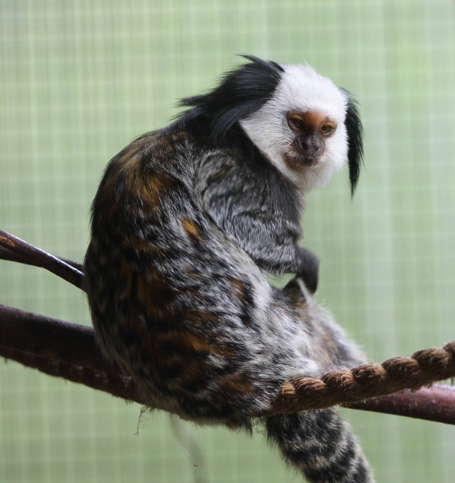 White -faced marmoset