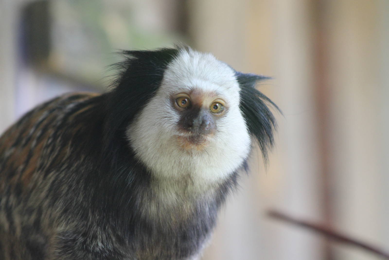 White-faced marmoset