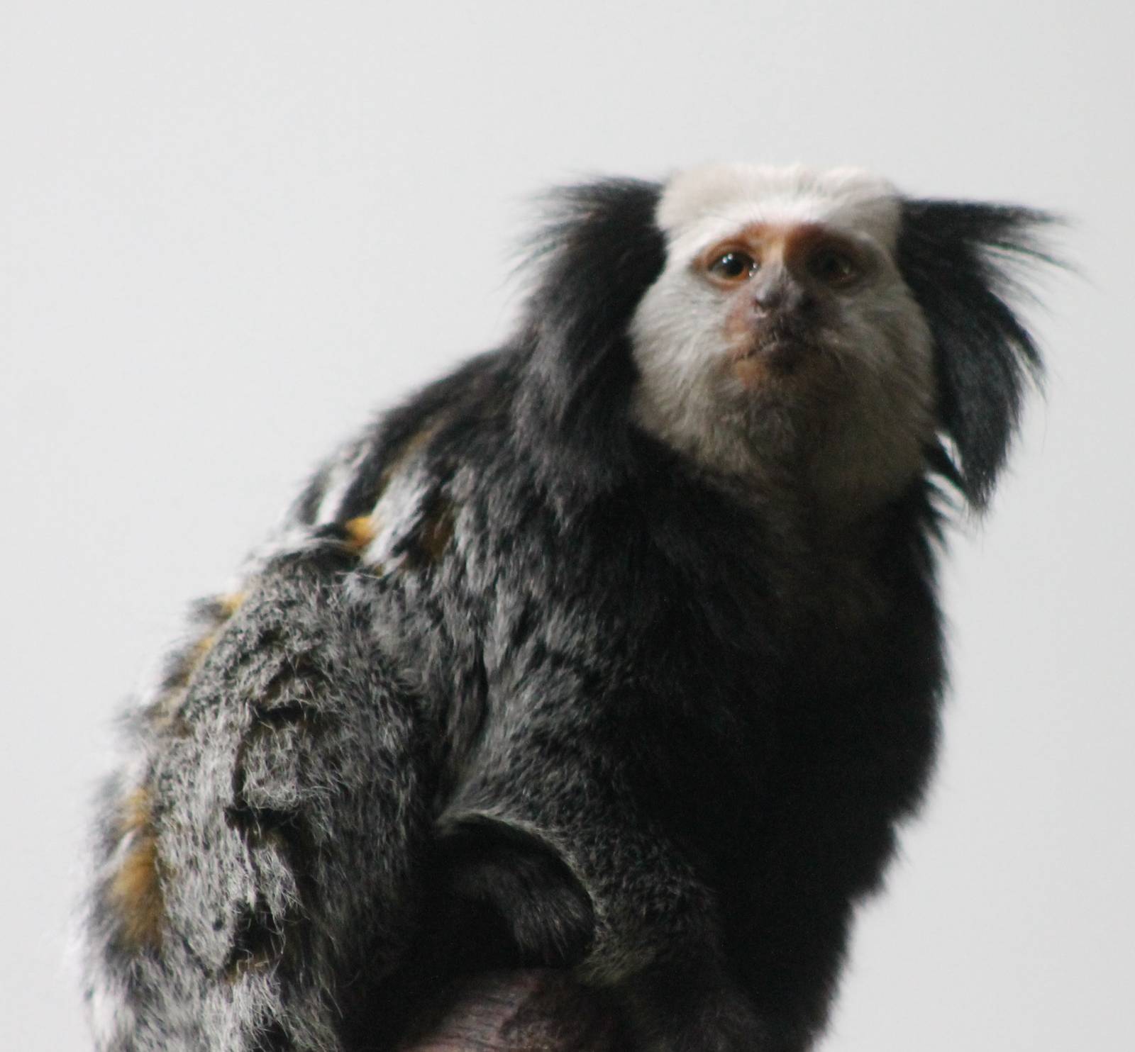 White-faced marmoset