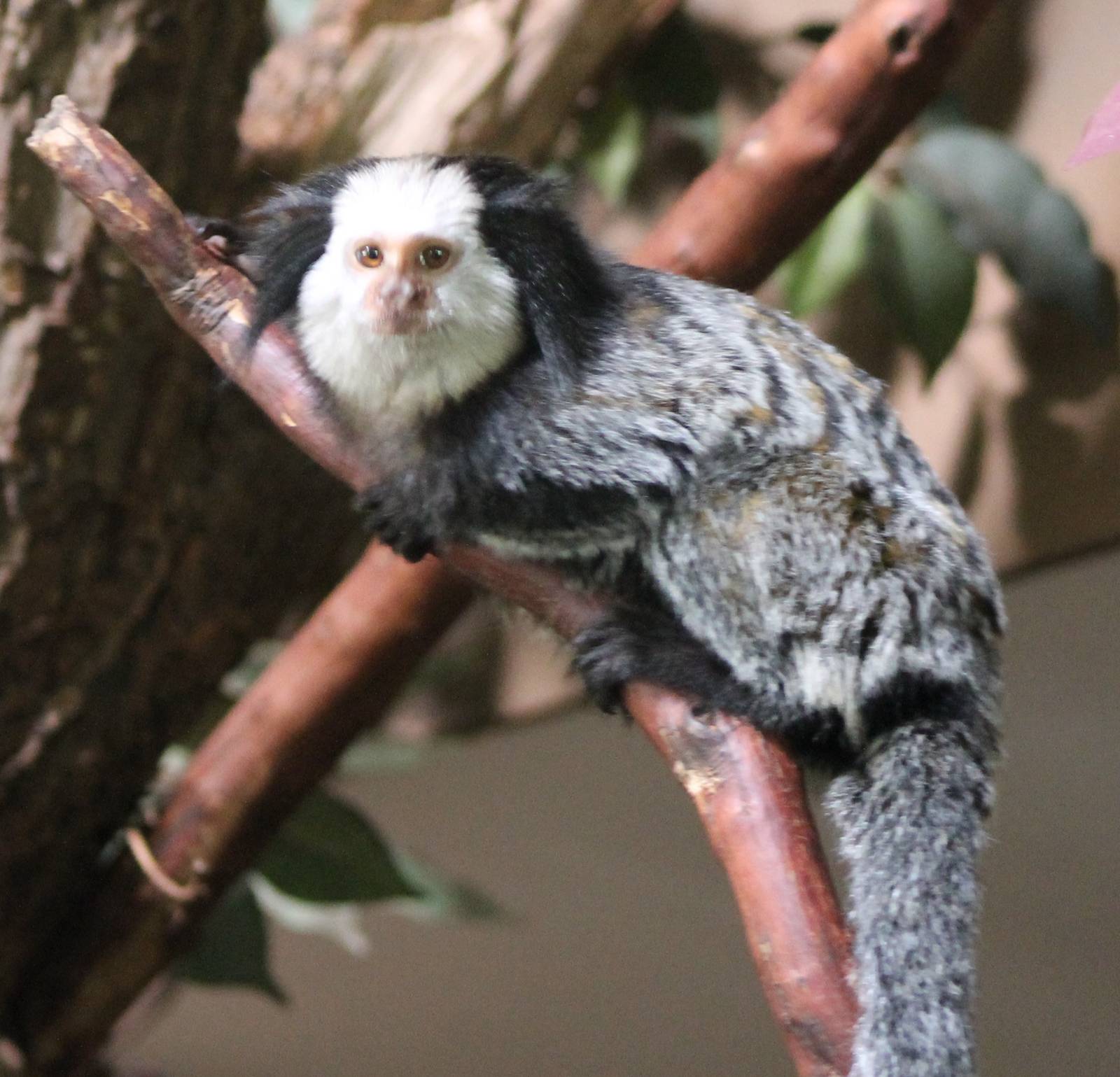 White-faced marmoset