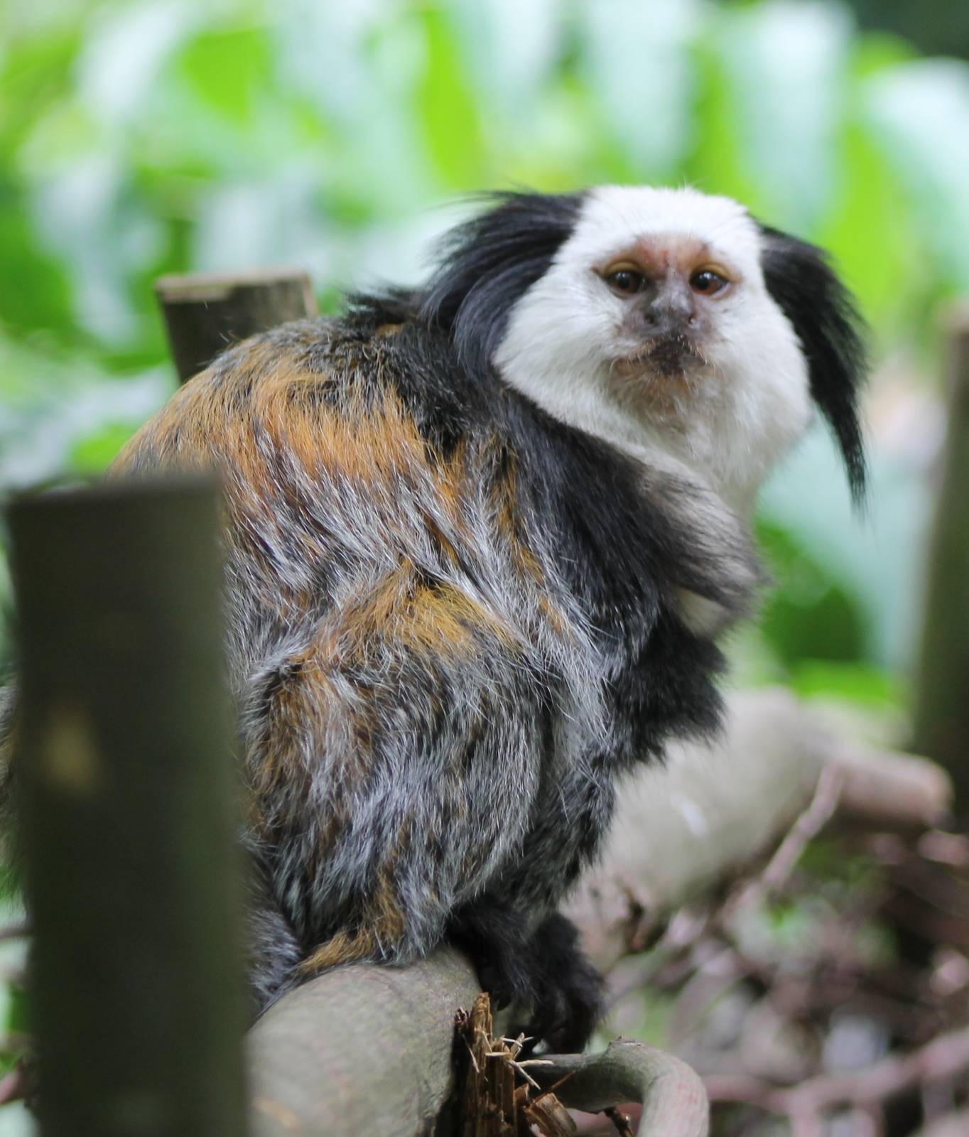 White-faced marmoset