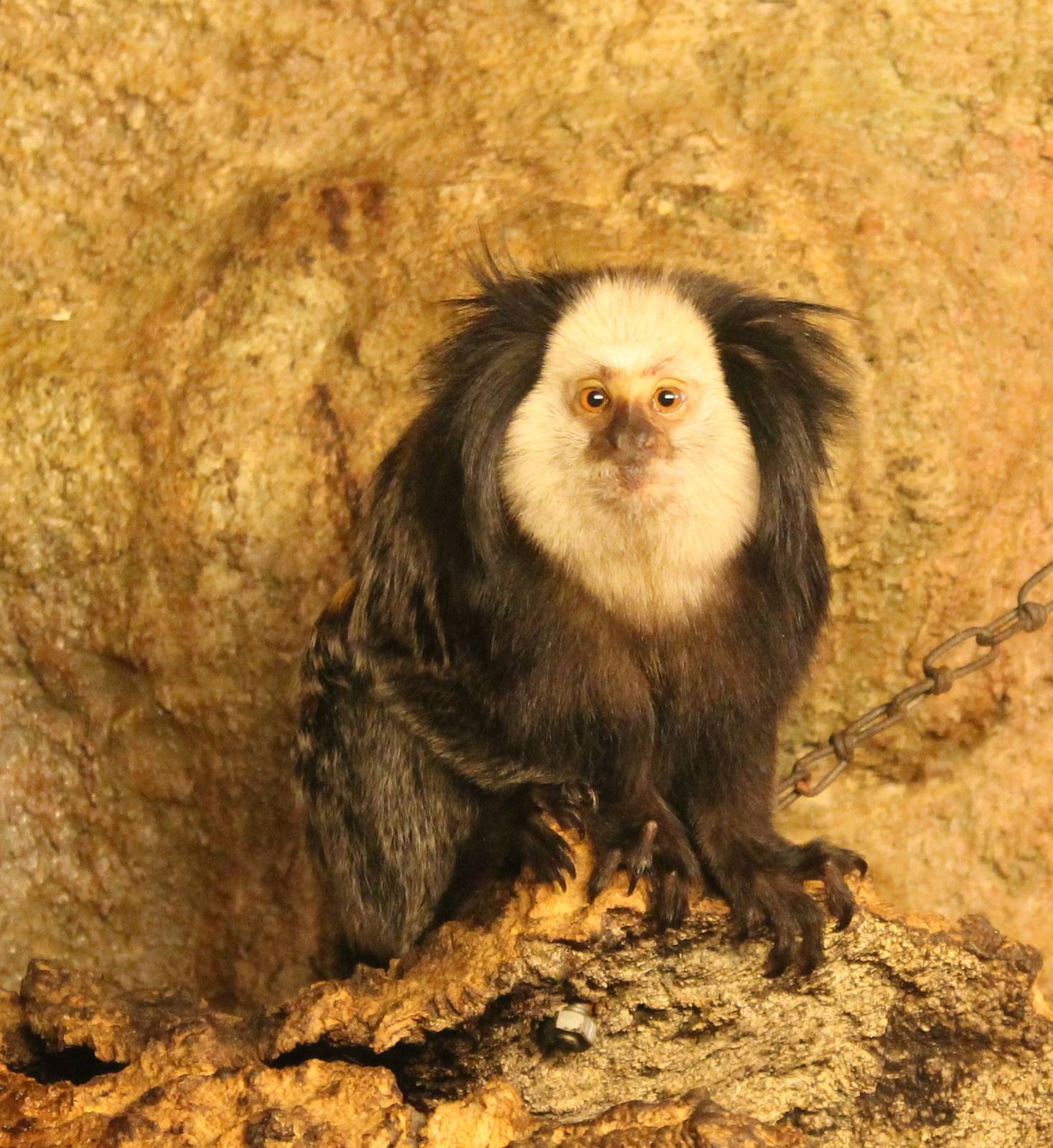 White-faced marmoset