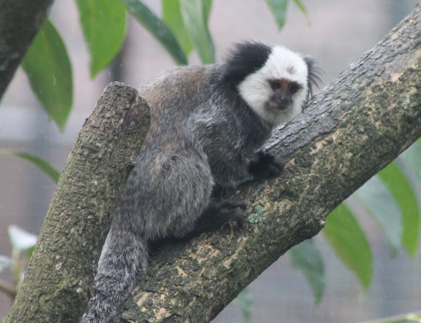 White-faced marmoset
