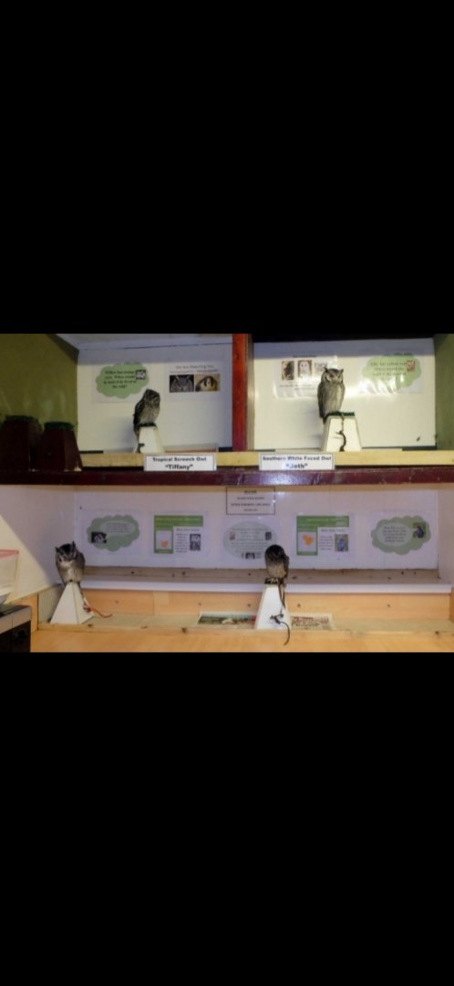 White faced owl and tropical screech owl