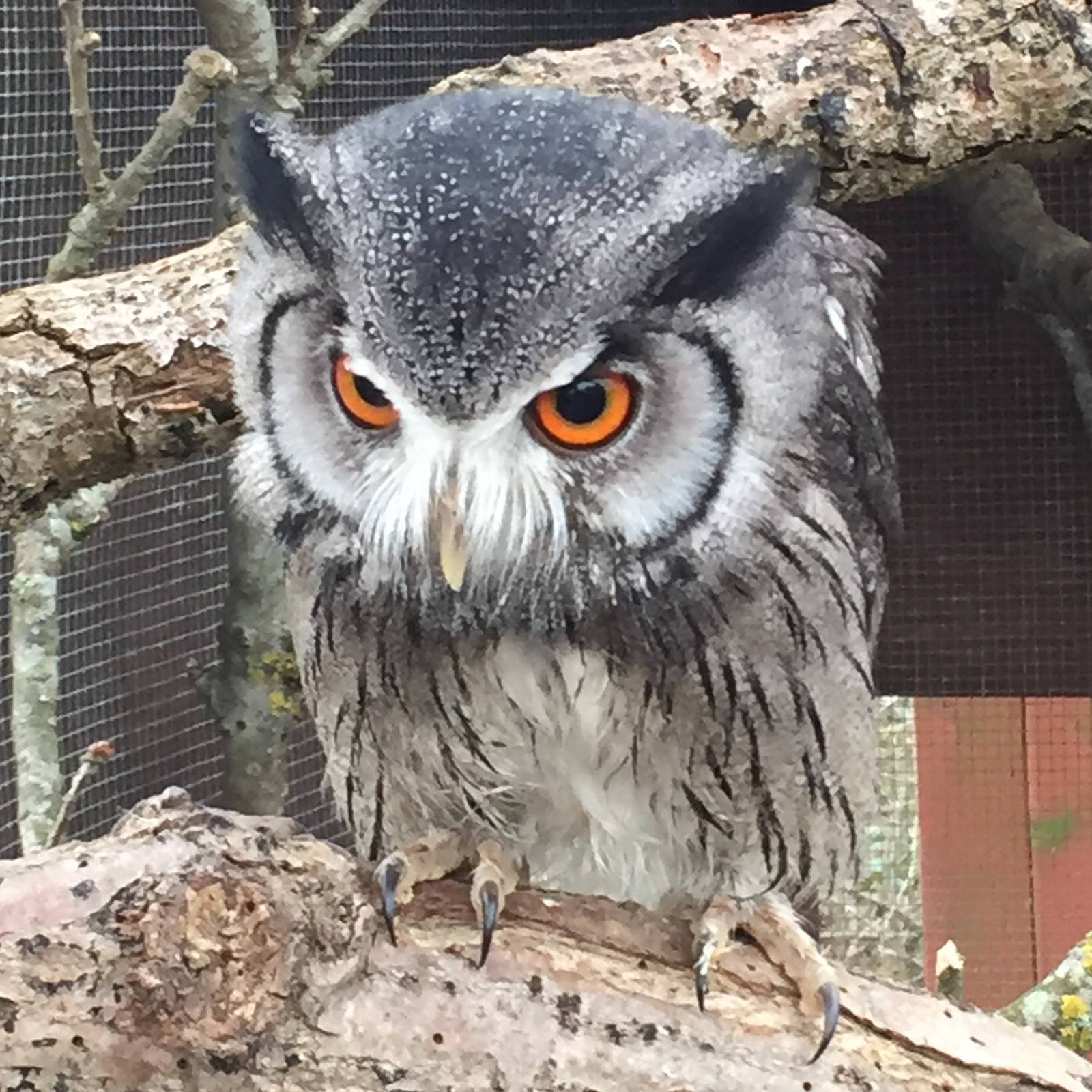 White Faced Owl