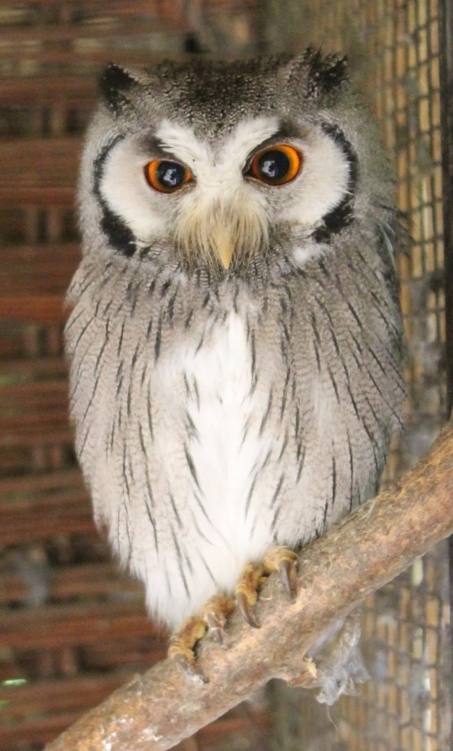 White-faced owl
