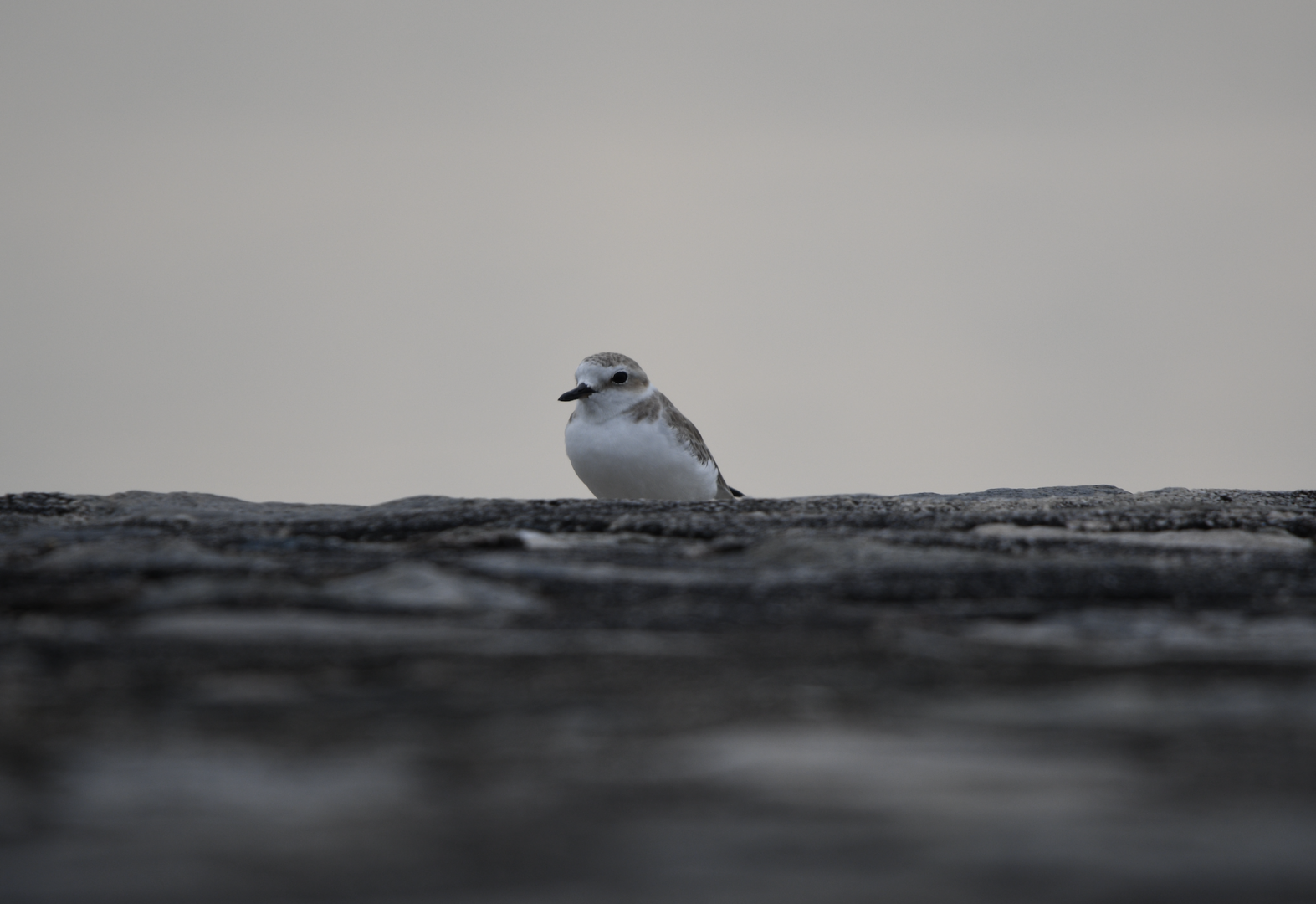 White Faced Plover ~ Marina East