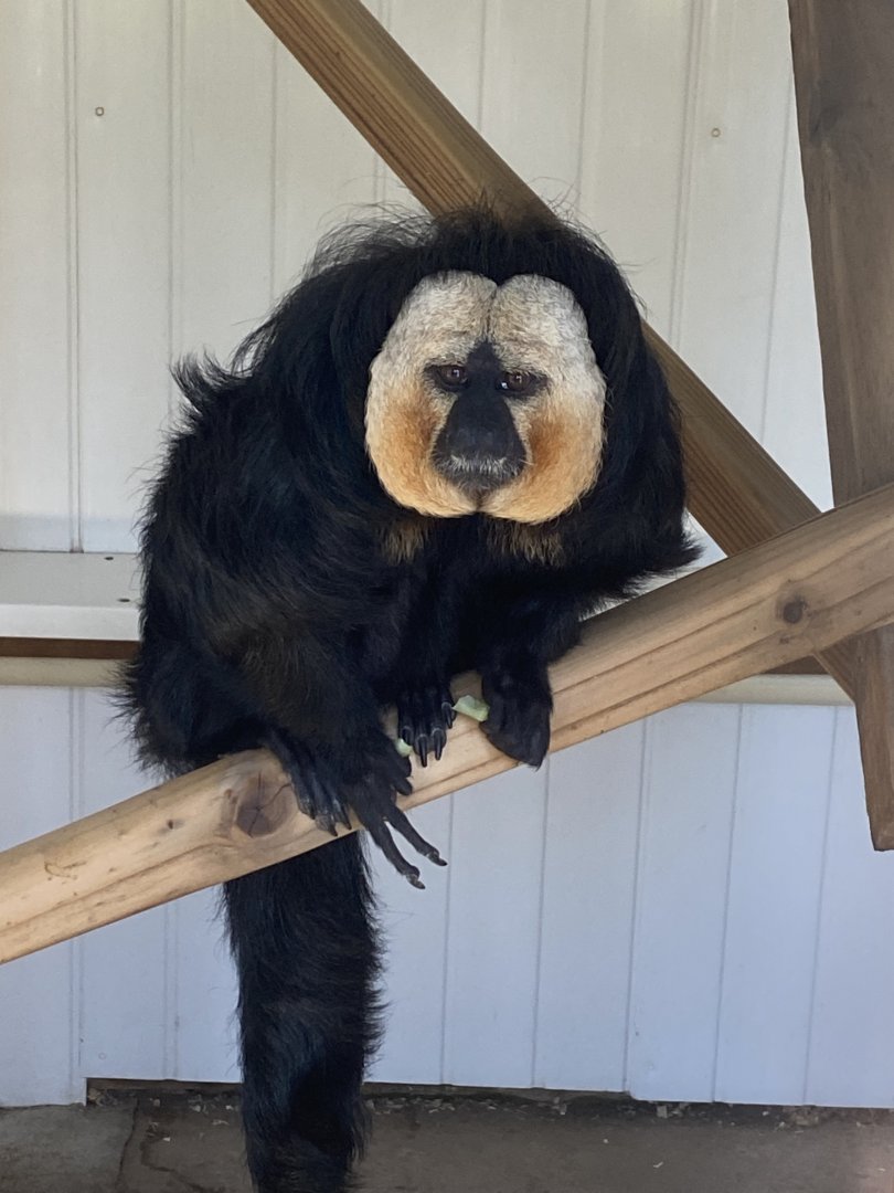 White-faced saki 010621