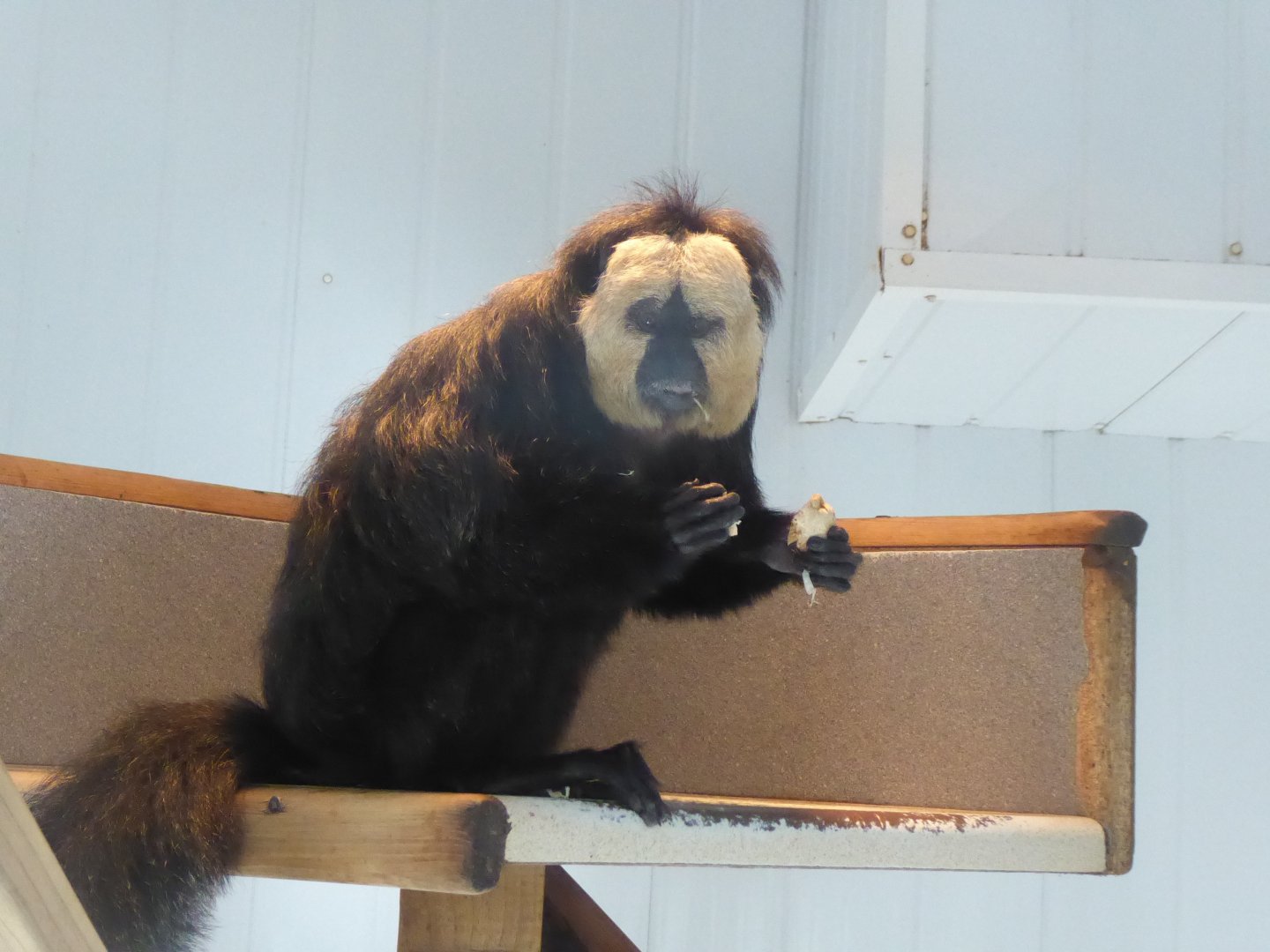 White-faced saki 040319
