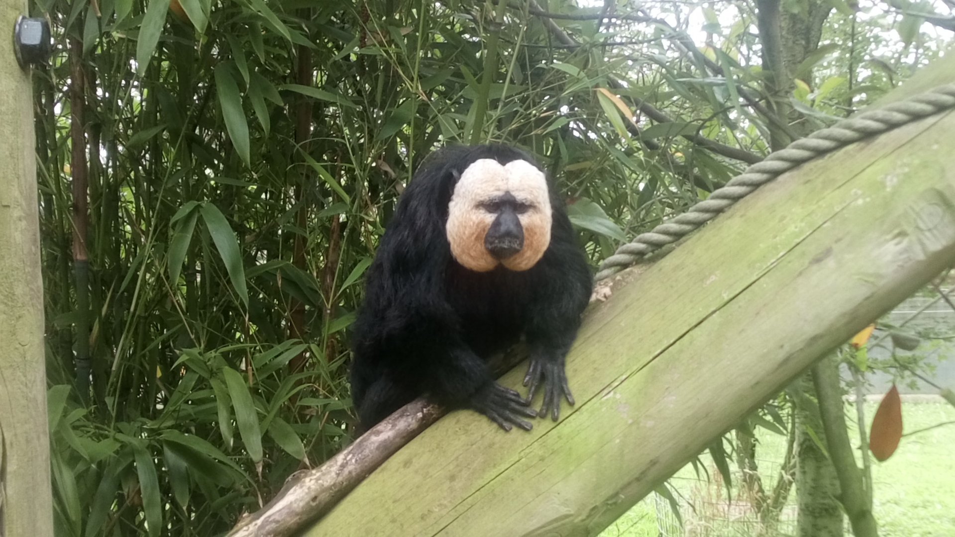 White-faced Saki 10/7/21