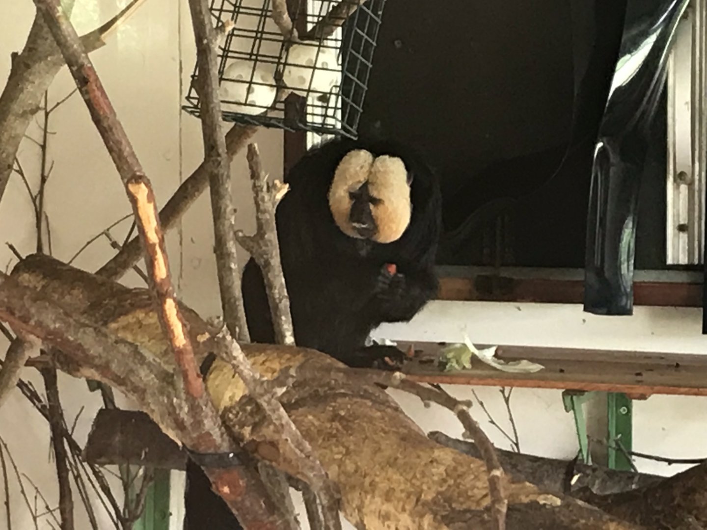 White-faced saki 100818