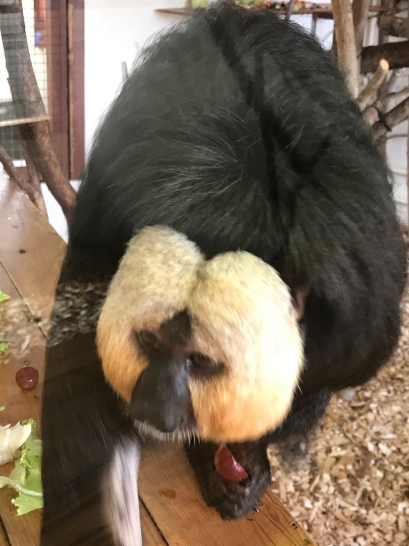 White-faced saki 100818