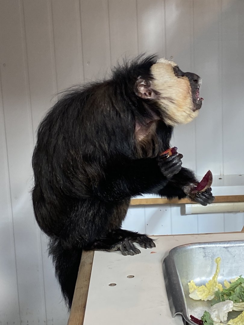 White-faced saki 101119