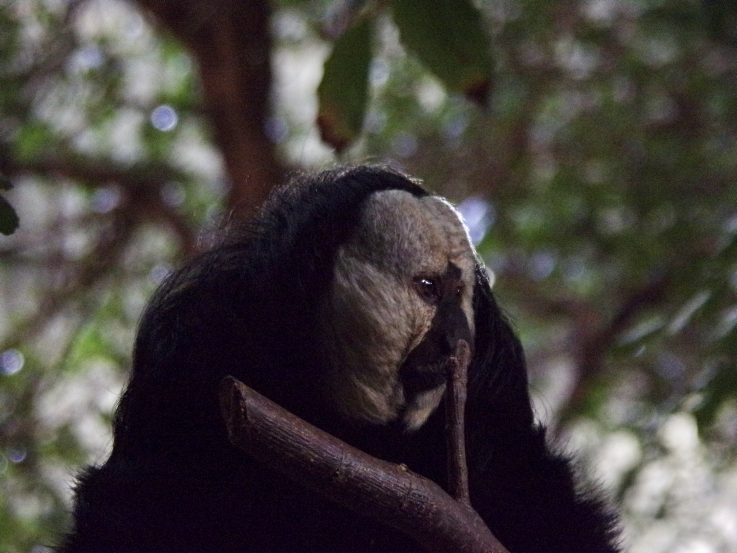White-faced saki 11.2.25