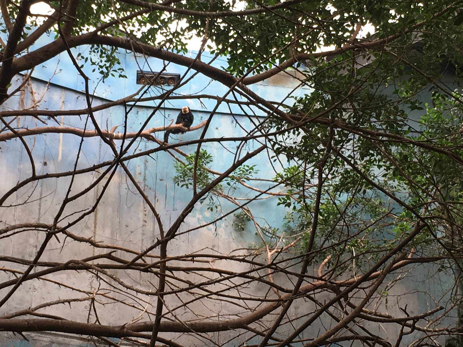 White-faced Saki 140216