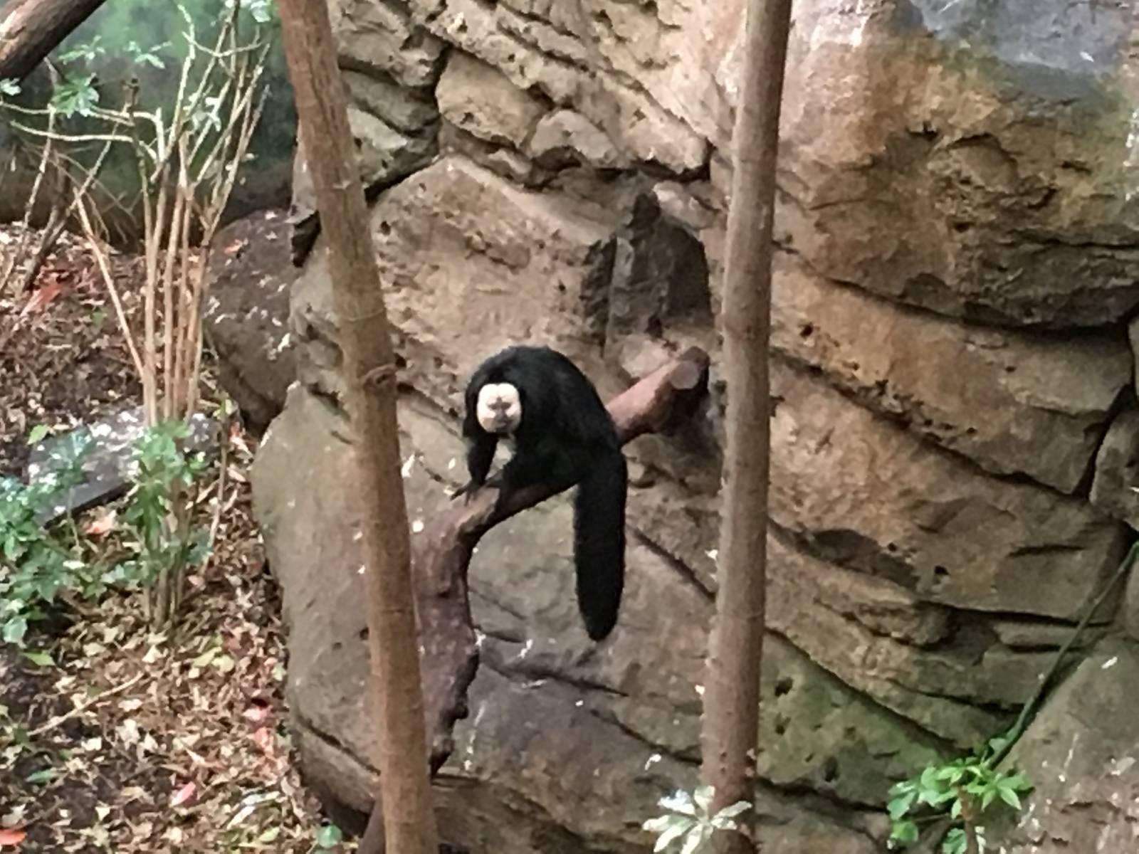 White-faced Saki 140216