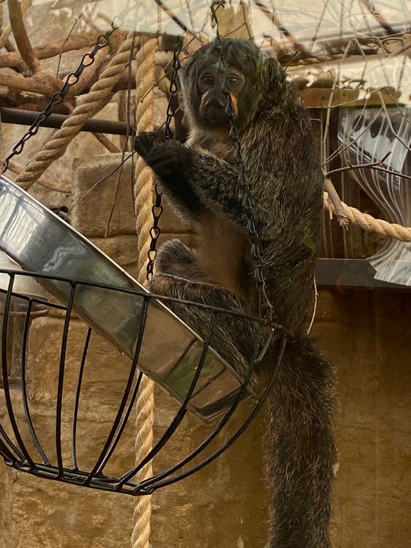 White-faced saki 140923