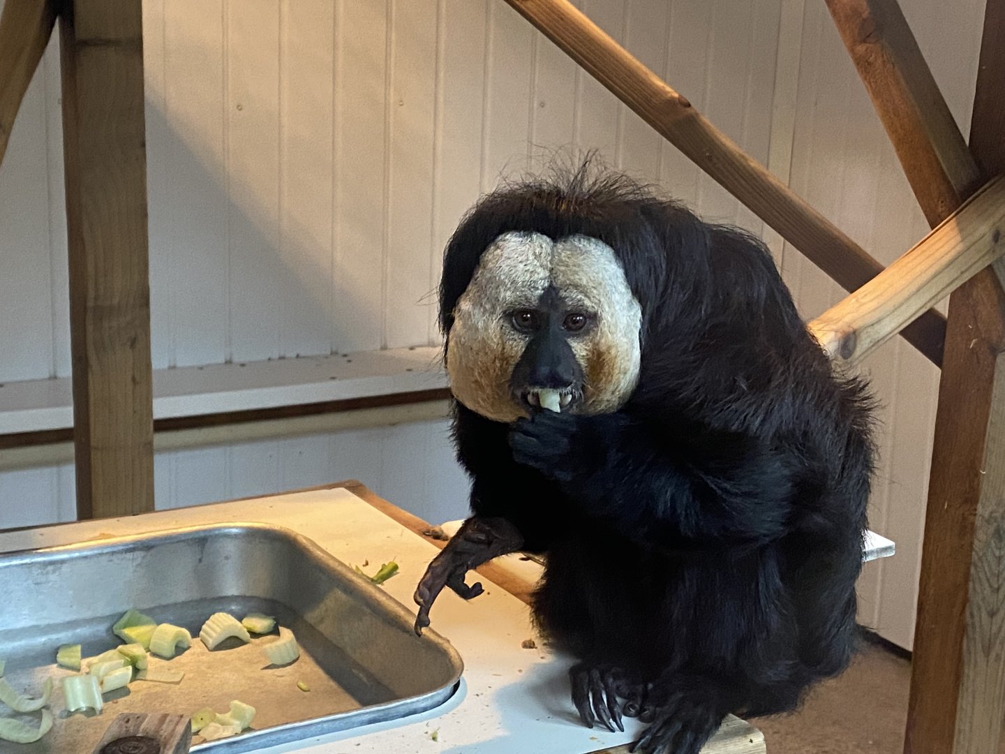 White-faced saki 160122