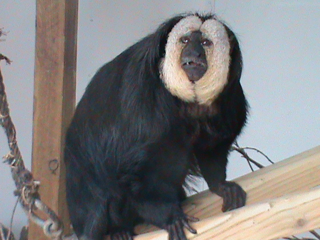 white-faced saki 200211