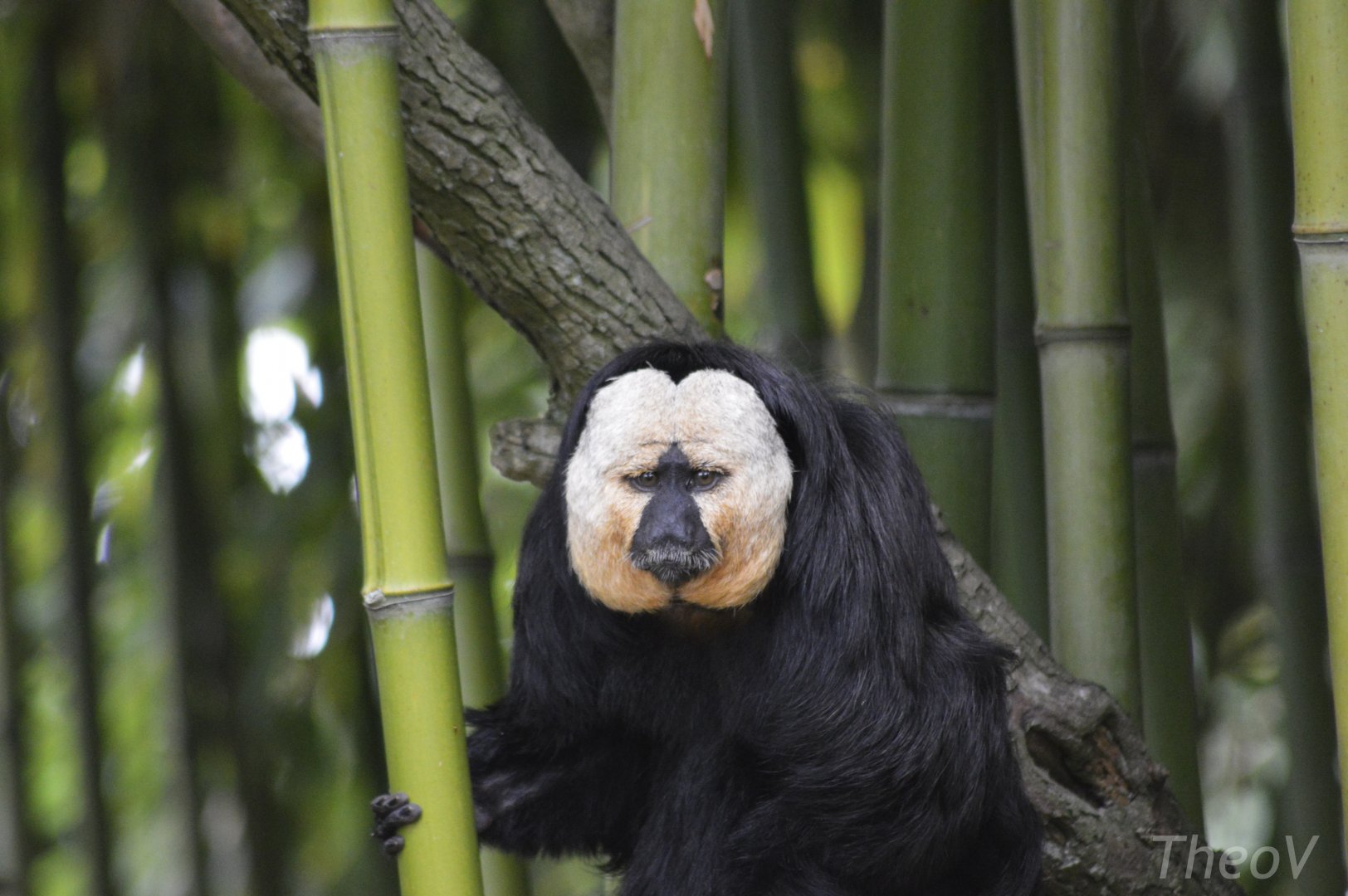 White-faced saki [2020]