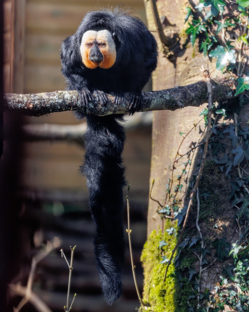 White faced Saki / 23-3-22 / Dartmoor Zoo