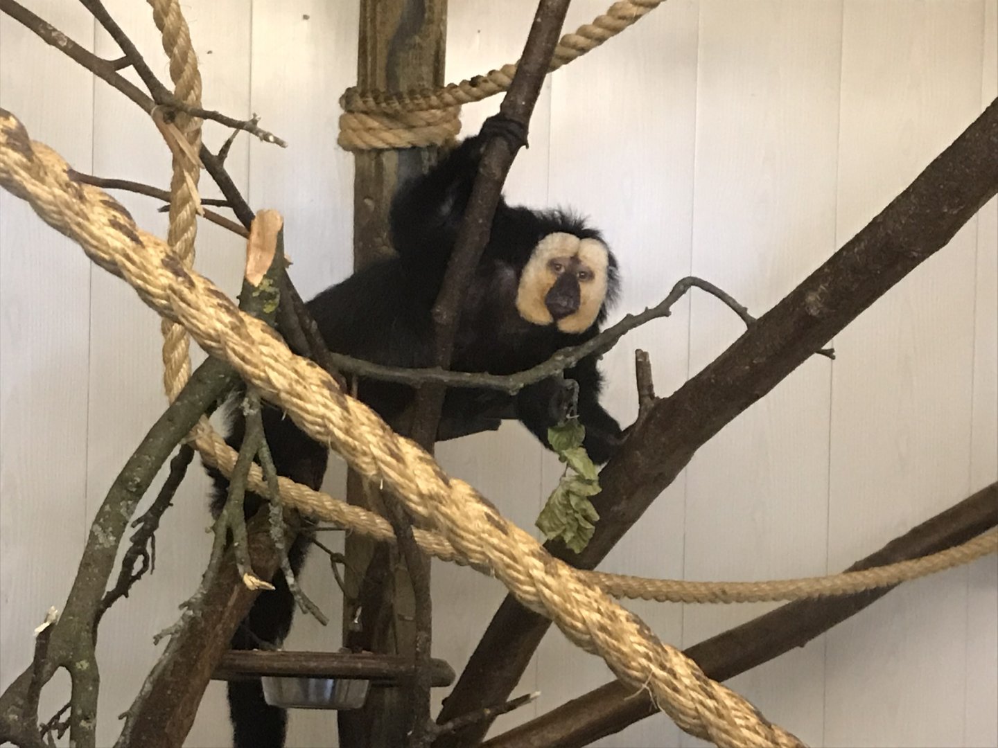 White-faced saki 230619