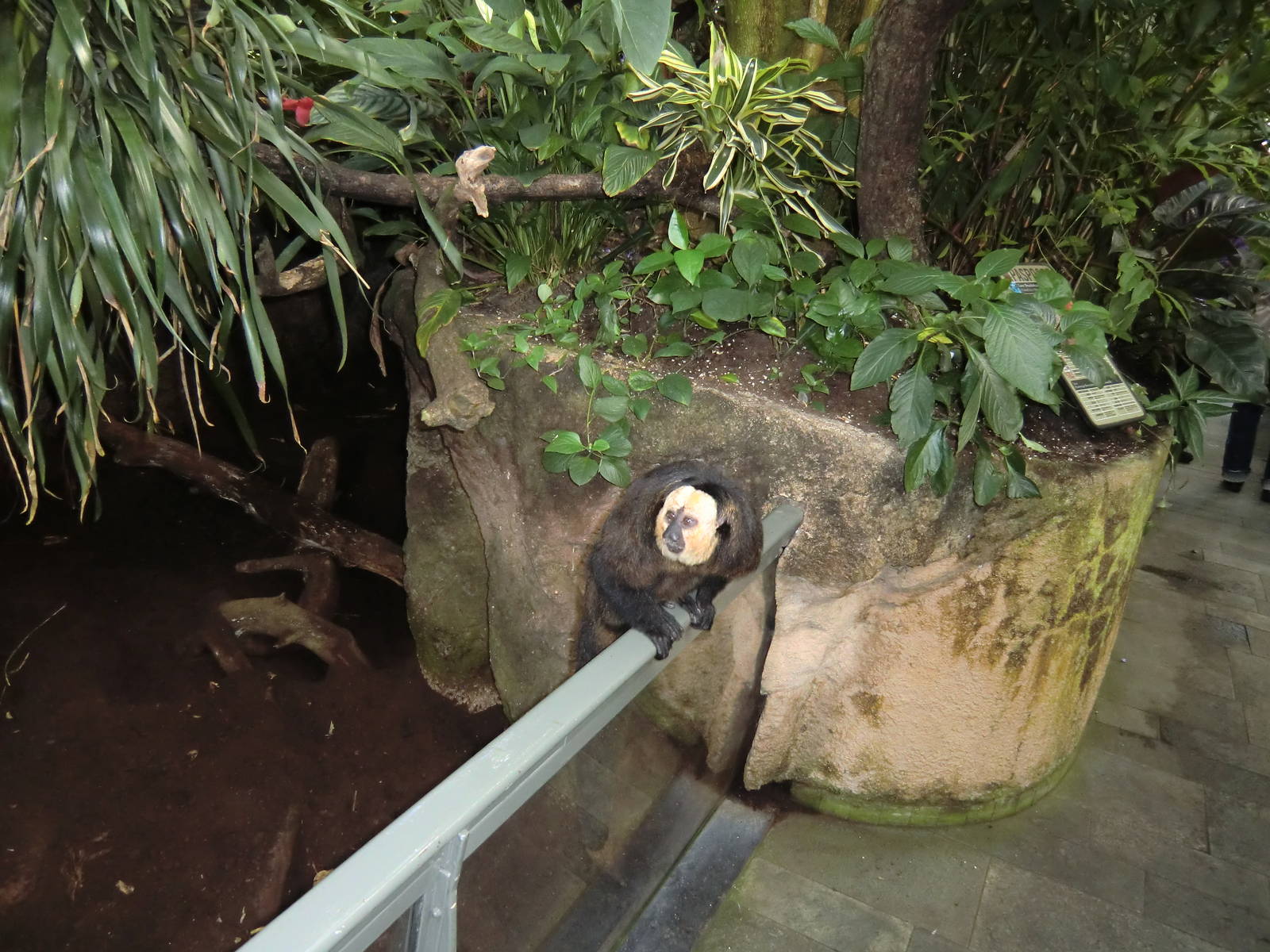 White-faced Saki, 24-10-2010