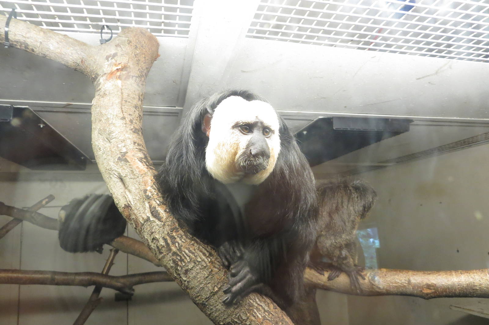 White-faced Saki 240815