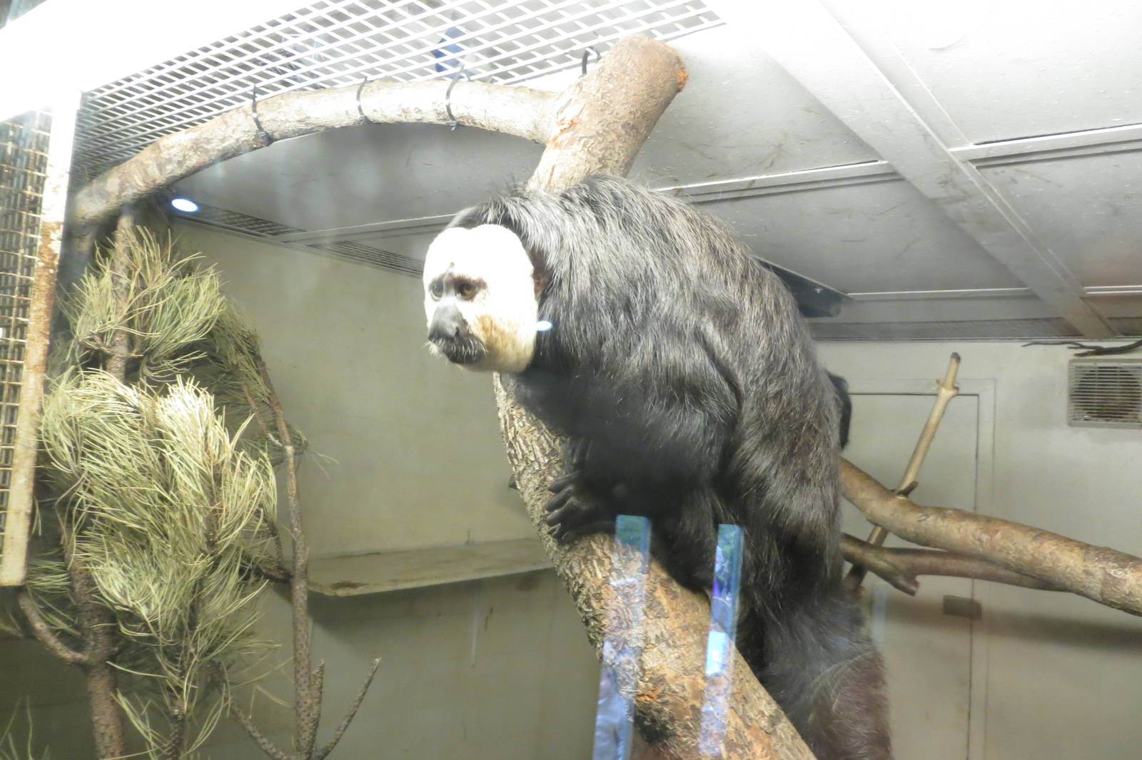 White-faced Saki 240815