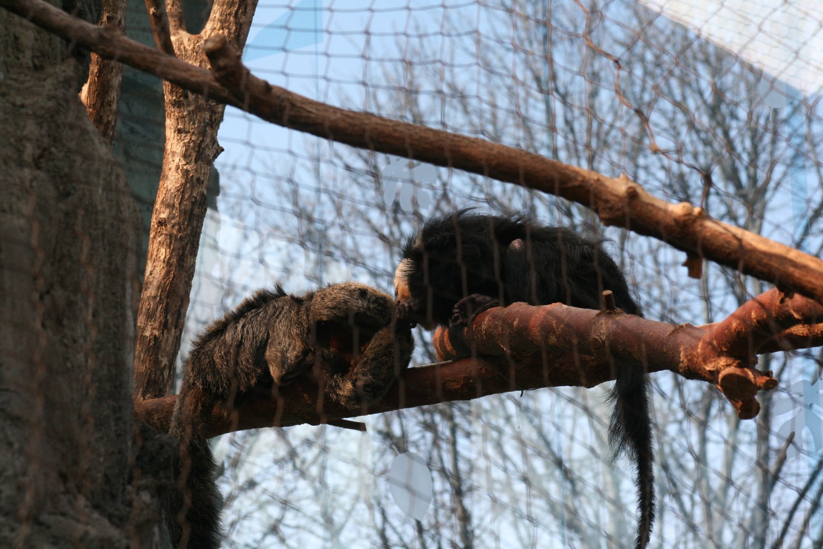 White Faced Saki (3/9/2025)