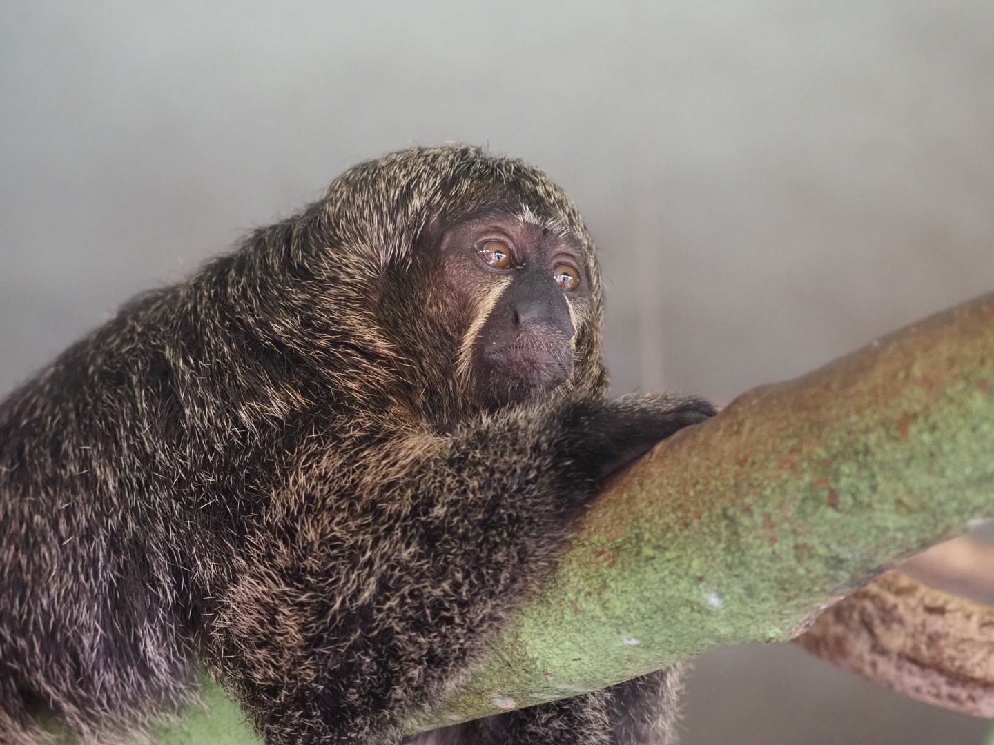 White-Faced Saki 3