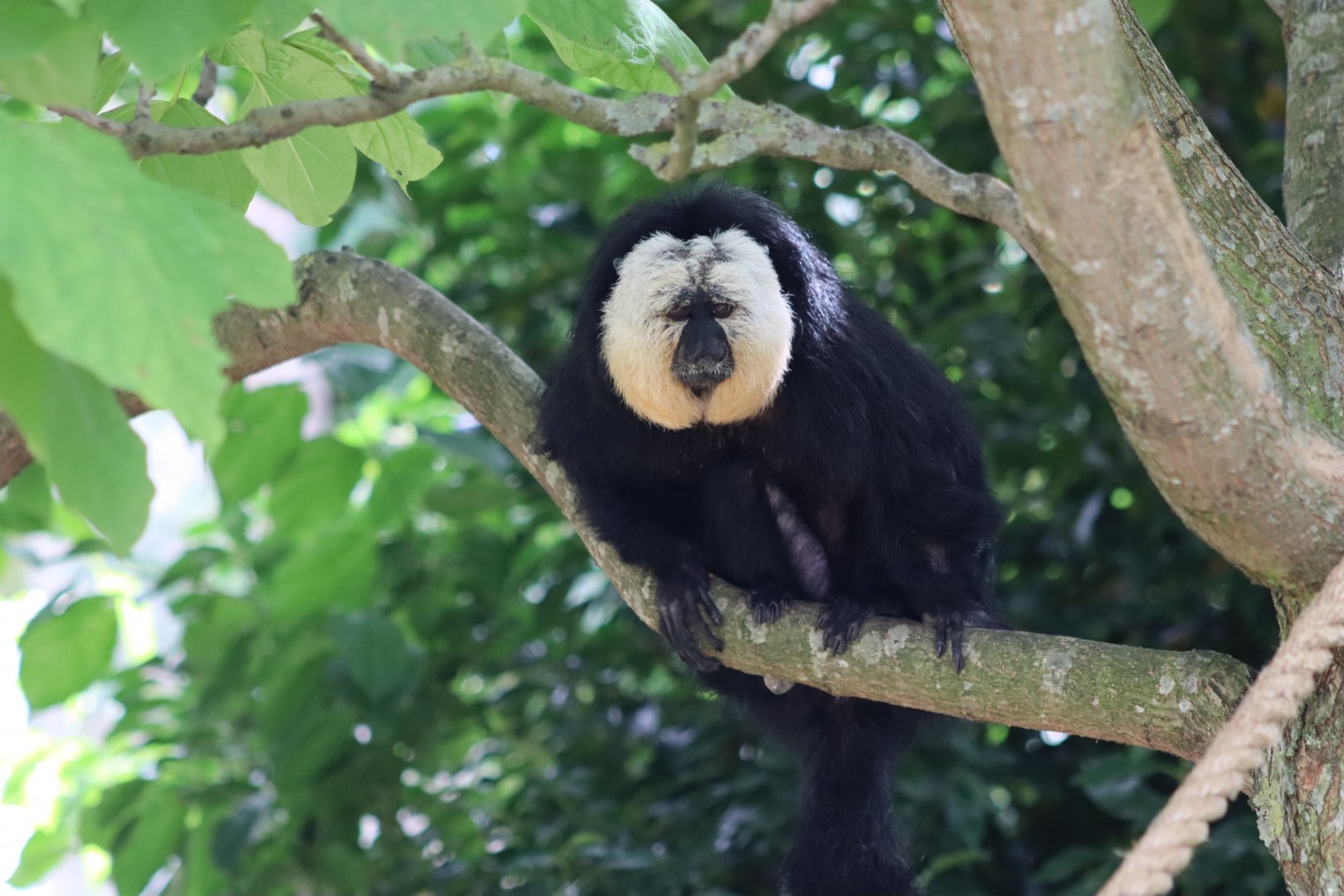 White-faced Saki - 30 July 2020