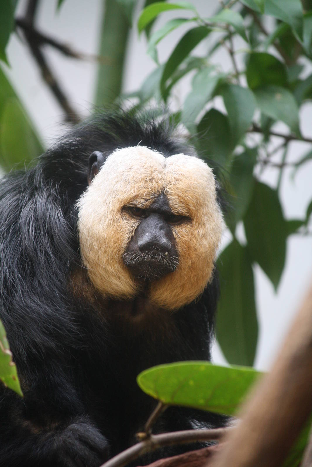 White faced saki - 4 June 2010