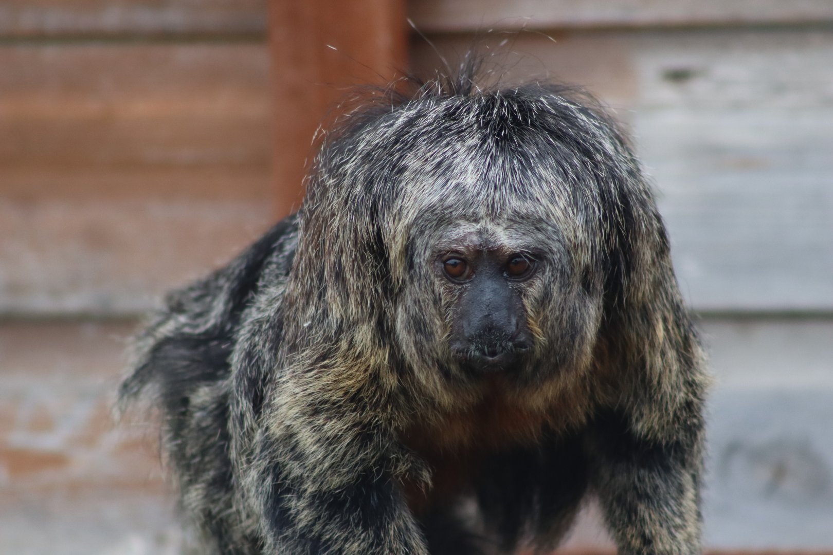 White-faced saki - 4 June 2022