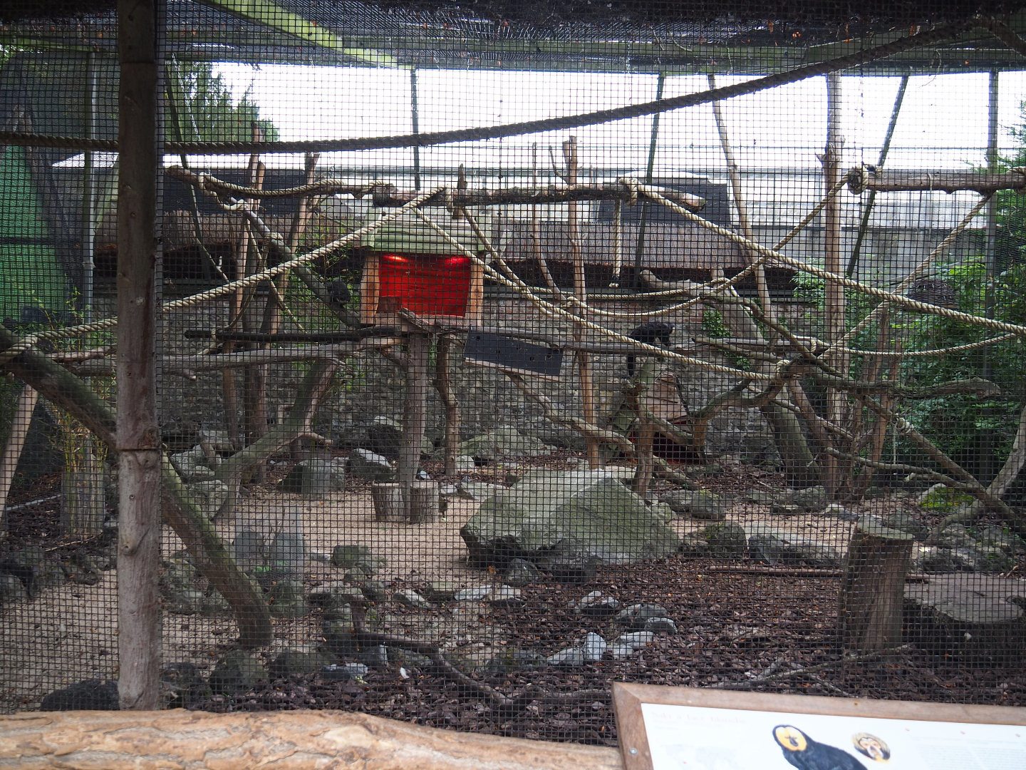 White-faced saki and Azara's agouti exhibit, 2020-09-03
