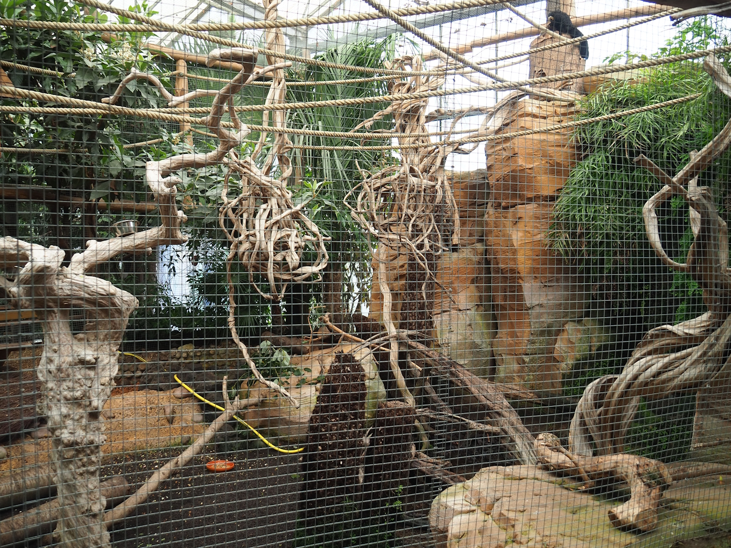 White-faced saki and Azara's agouti exhibit, 2023-10-13