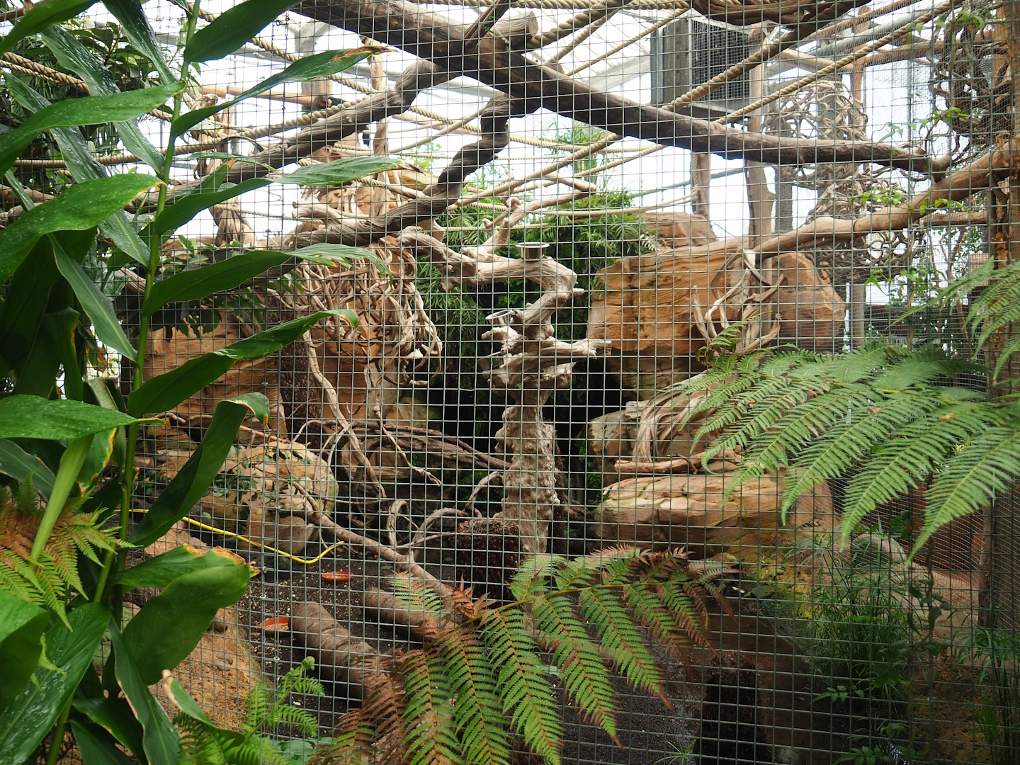 White-faced saki and Azara's agouti exhibit, 2023-10-13