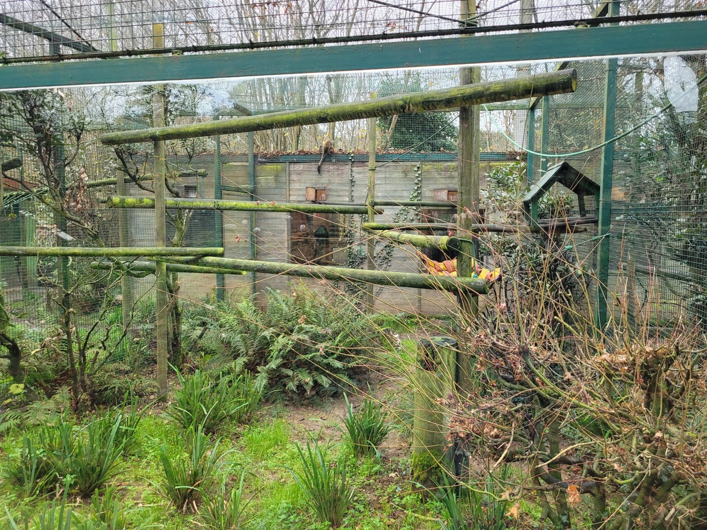 White-faced saki and Common squirrel monkey -Zoo de Santillana del Mar (2023)