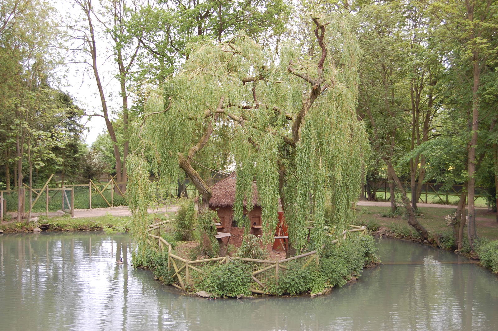 White faced saki and emperor tamarin island