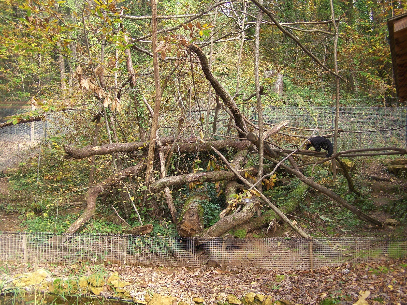 white-faced saki and geoffroy marmoset enclosure